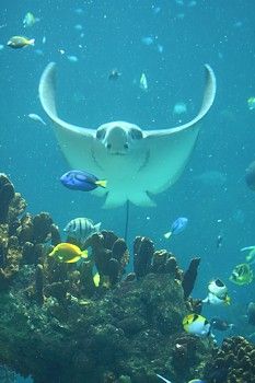 Flying Ray
